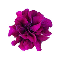 Purple petunia isolated on white background