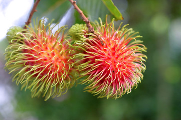 Rambutan