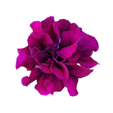 Purple Petunia Isolated On White Background