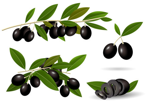 Vector leafy green twigs with healthy ripe black olives isolated on white background