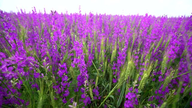 large field of beautiful purple flowers irises. shoot with slider