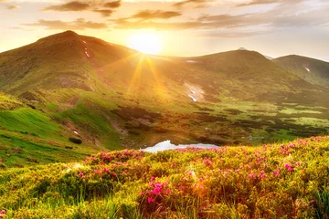 Foto op Canvas Natural summer scene in Carpathian mountains. Fresh grass, rhododendron flowers glowing last sunlight in evening and mountain lake Nesamovyte. Ukraine, Europe. © Feel good studio