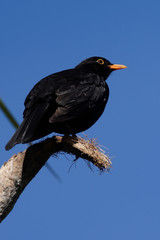 Blackbird, Turdus merula