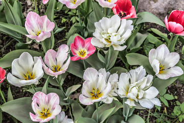 White and red tulips on the flowerbed in the garden