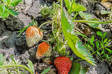 Close-up Strawberries growing in the garden