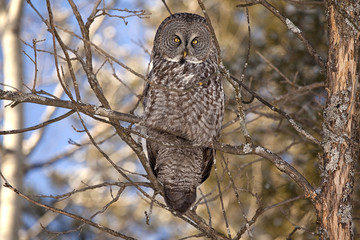 Great Grey Owl looks down from his perch, Ottawa, Canada
