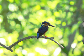 Beautiful Colorful Kingfisher bird, male Blue-eared Kingfisher (Alcedo meninting), standing on a branch