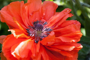 Nature background with big red poppy.