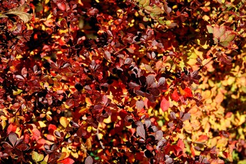 berberry bush with red leaves close up