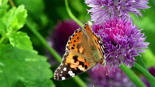 A big painted lady butterfly on a violet chives flower eating nectar