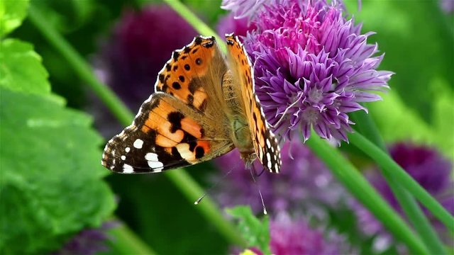 A nice painted lady butterfly on a colorful chives flower