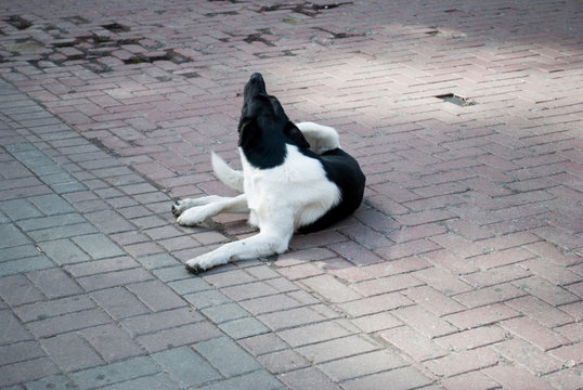 Sad Dog Lying On The Ground / Shocking Face Of Homeless  When Big Cat Walk Pass  Stone Pavement  Dogs Are Waiting For Their  Walker