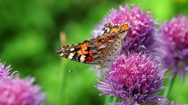A round violet chives flower and a painted lady butterfly