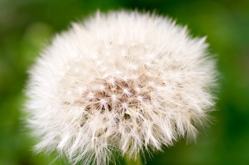 Dandelion seeds in the morning sun on green background
