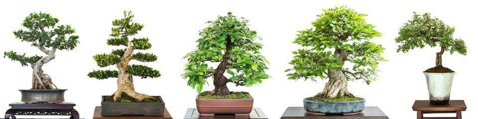 Bonsai loofbomen op een tentoonstelling in Panorama