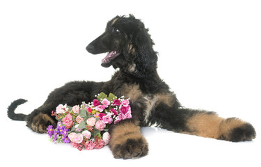 puppy afghan hound