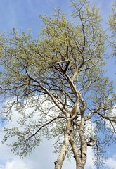 poplar tree at spring