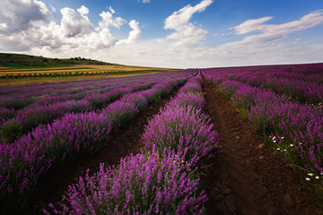 Fototapeta na wymiar Lavender field at the end of June, near Burgas city, Bulgaria