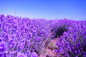 Blossoming lavender field