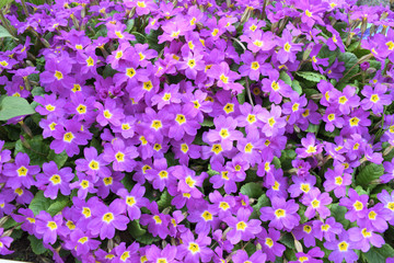 Фон из фиолетовых цветоых