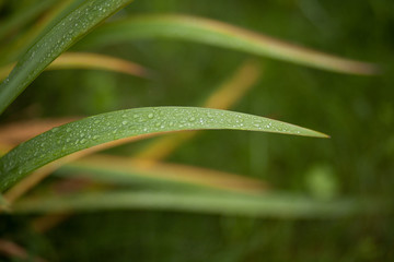 Роса на траве