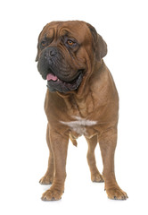 Obraz premium Dogue de Bordeaux