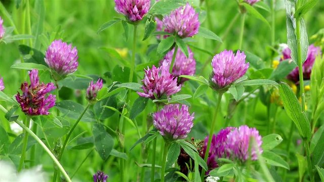 Close view of pink clover flowers on a green summer field