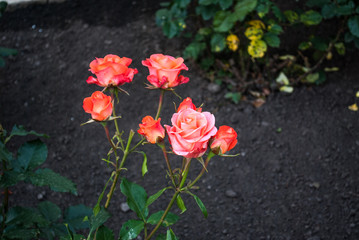 Natural red roses background / Red rose / Pink and white roses background / Red roses close up / field of pink roses / Background of bouquet of pink blooming rose bush