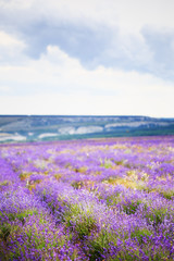Obraz premium Mountain lavender