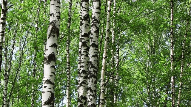 View of birch trees with camera going up the trunks