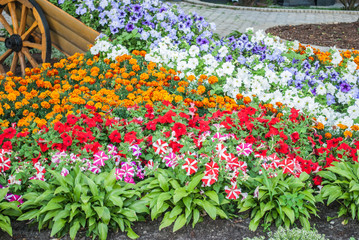 Bunch of flowers / Flowers frame on white wooden background. Top view with copy space / Flowers. Flowers zinnia, flowers background. Flowers. Flower. Color flowers.