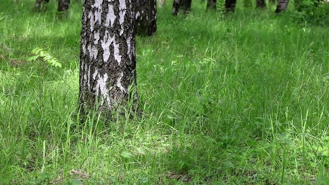 Birch tree and green grass in a forest with generic nature sounds