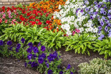 Bunch of flowers / Flowers frame on white wooden background. Top view with copy space / Flowers. Flowers zinnia, flowers background. Flowers. Flower. Color flowers.