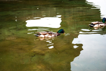 Birds. Beautiful duck bird under sunlight going to fly. Duck bird. Amazing duck bird with awesome wings. Duck bird laughing under sunlight. Duck bird hunting. View of a duck bird in park. Duck bird.