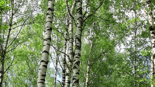 Birch trees in a nice sunny summer forest