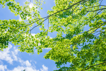 Fototapeta premium Maple Tree of the fresh green