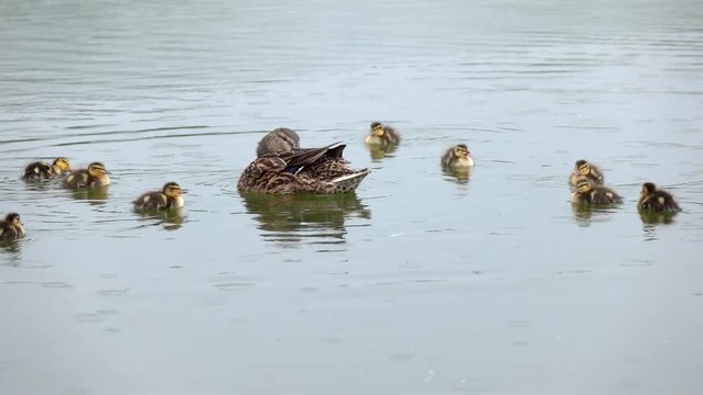 Splendid close up wild nature scene with mallard duck mother and ten newborn ducklings swimming on the pond under the light rain. Slow motion. Full HD footage 1920x1080
