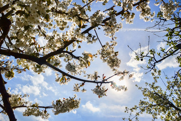 Close up of blooming flowers of cherry tree branch in spring time. Shallow depth of field. Cherry blossom detail on sunny day