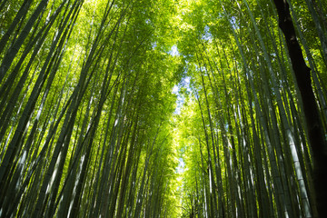  green bamboo forest with sunlight , Japanese Bamboo forest, Nat