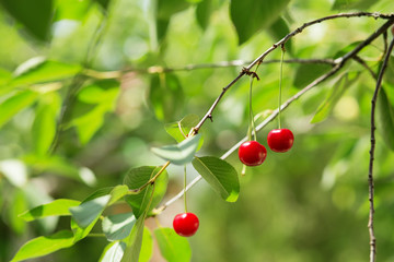 Ripening cherries on a tree in the garden on the farm.