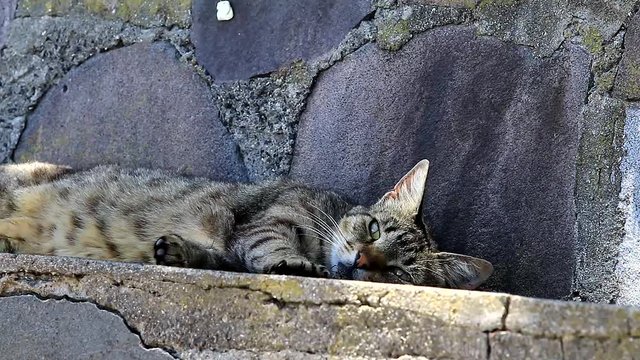 Une sieste de chat