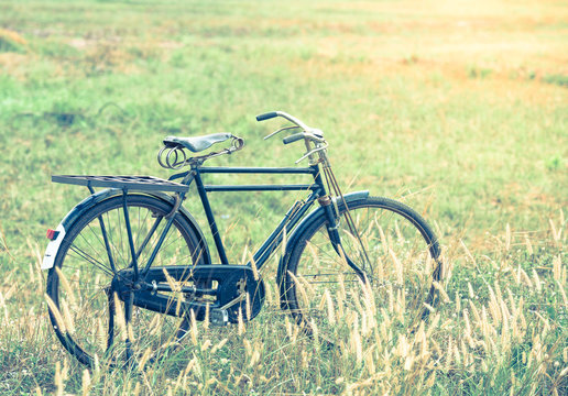 beautiful landscape image with vintage Bicycle on Summer grassfi