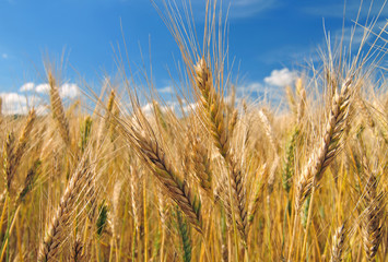 Field of barley