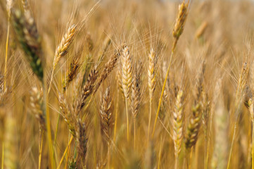 Field of barley, shallow depth of field
