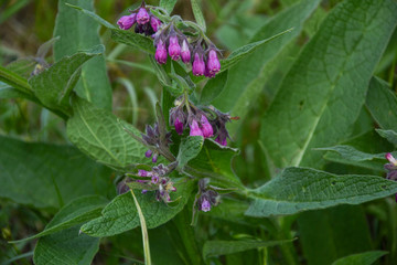 Close up of Common Comfrey (Symphytum officinale) in a meadow in springtime