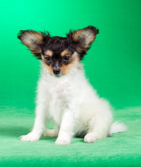 Cute puppy of the Continental Toy spaniel - Papillon - on a green background