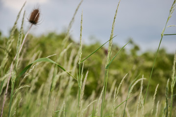 Meadow grass. Blowing wind bend blades of grass in field
