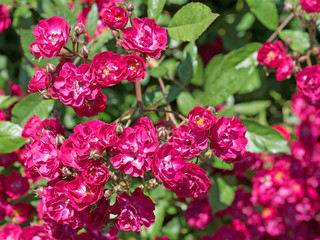 Rote Strauchrosen, Buschrosen