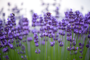 Meadow of lavender. Nature composition. Selective focus