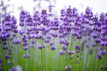 Fototapeta premium Meadow of lavender. Nature composition. Selective focus